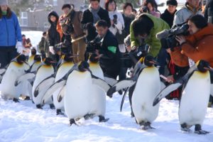 旭山動物園パンフレット